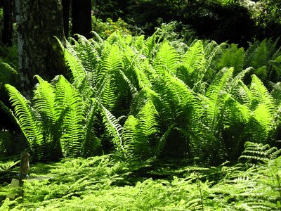 Green nature plant