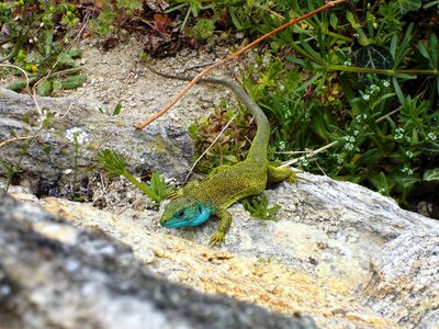 Emerald iridescent animal world