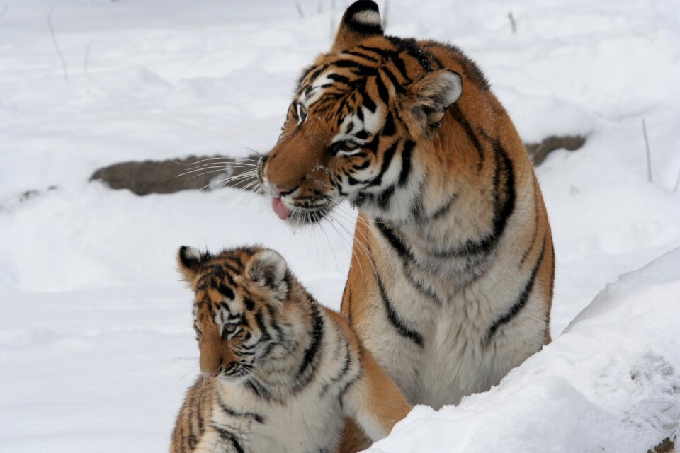 Snow big cats predator