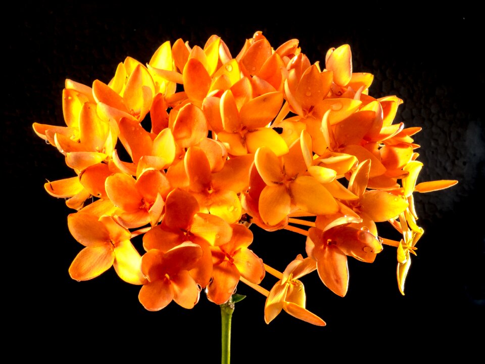 Bloom flower orange