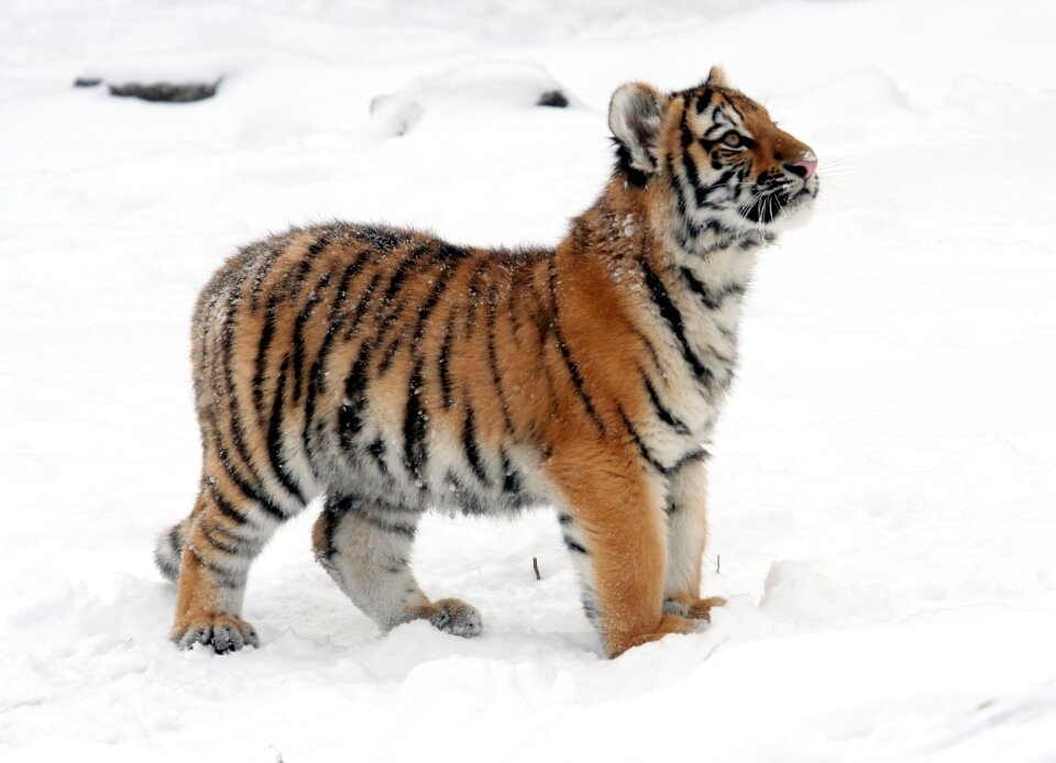 Winter looking playful