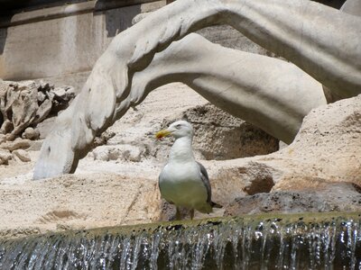 Trevi fountain rome italy