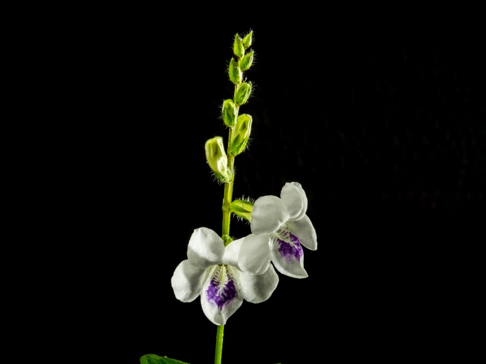 Bloom flower white violet