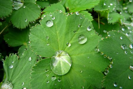 Clear wet plant
