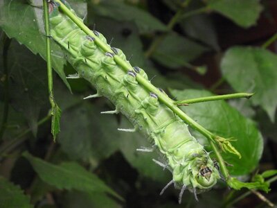 Caterpillar hanging natural photo