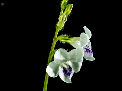 Bloom flower white violet photo