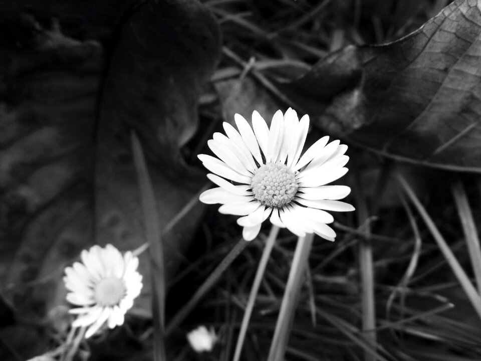 Detail b w photography white