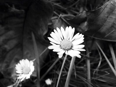 Detail b w photography white