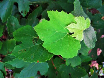 Green vineyard winery