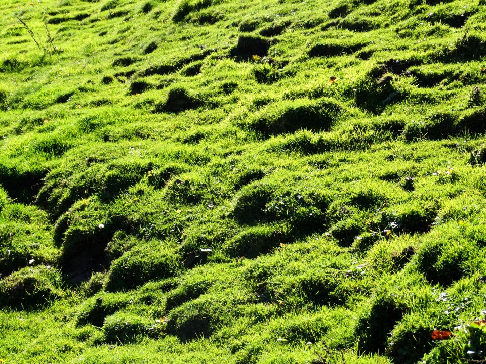 Juicy green green juicy