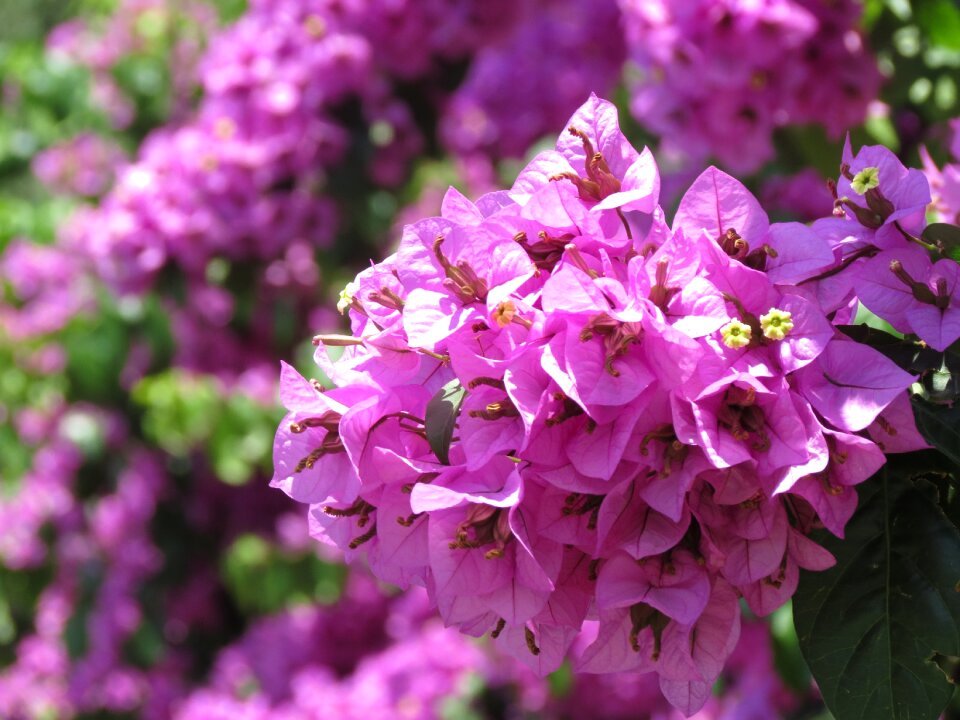 Flowers purple shrub's flowers photo