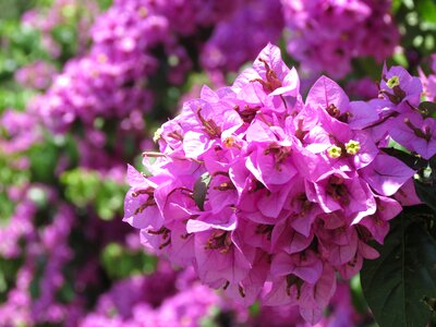 Flowers purple shrub's flowers