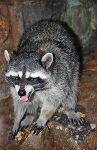 North america wildlife grey