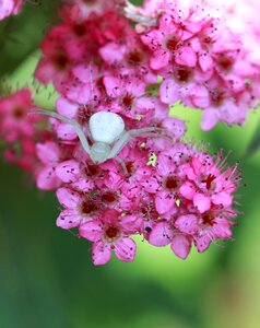 Spider spirea insect photo