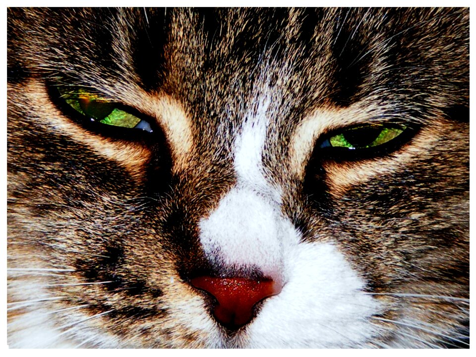 Animal cat's eyes animals