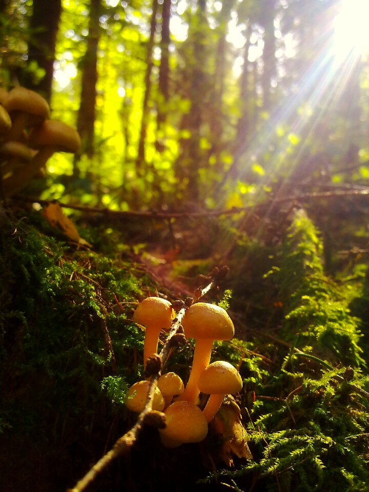 Autumn fungi colorful