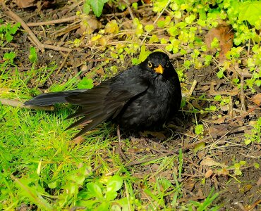 Feathers wings black