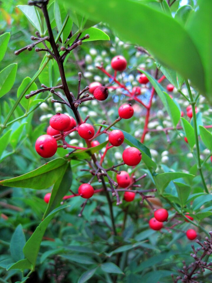 Holy bamboo leaves plant