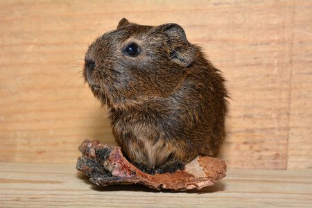 Cute pet fur