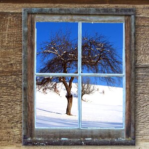 Tree snow kahl