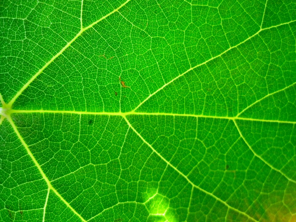 Garden plant natural