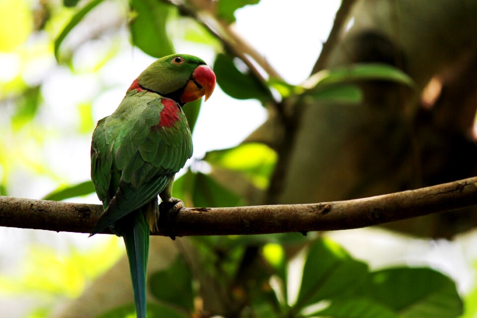 Greenery plumage feathers
