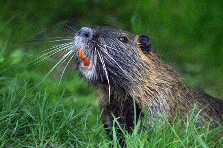 Beaver protection rodent beaver damage photo