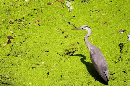 Bird fly wings photo