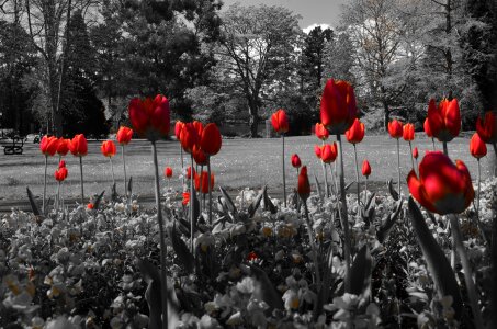 Nature tulips tulip