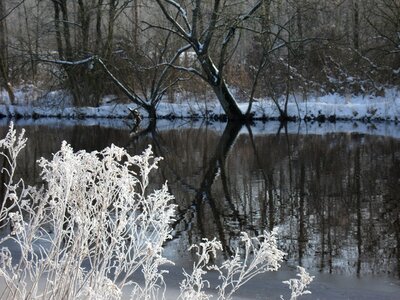 Hoarfrost mirroring tree