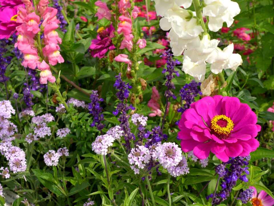Summer flowers plant nature