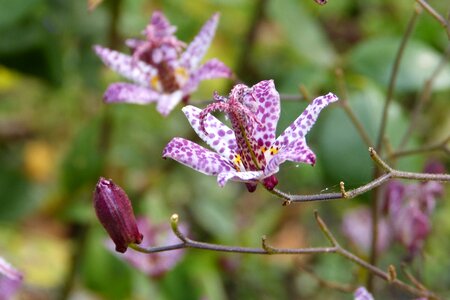 Garden nature plant