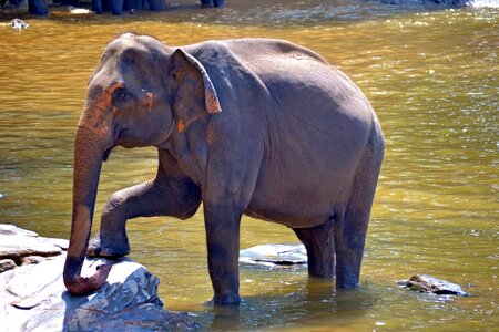 Female elephant indian elephant jumbo