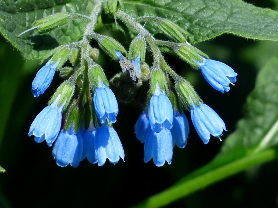 Symphytum asperum caucasus feverfew raublattgewächs