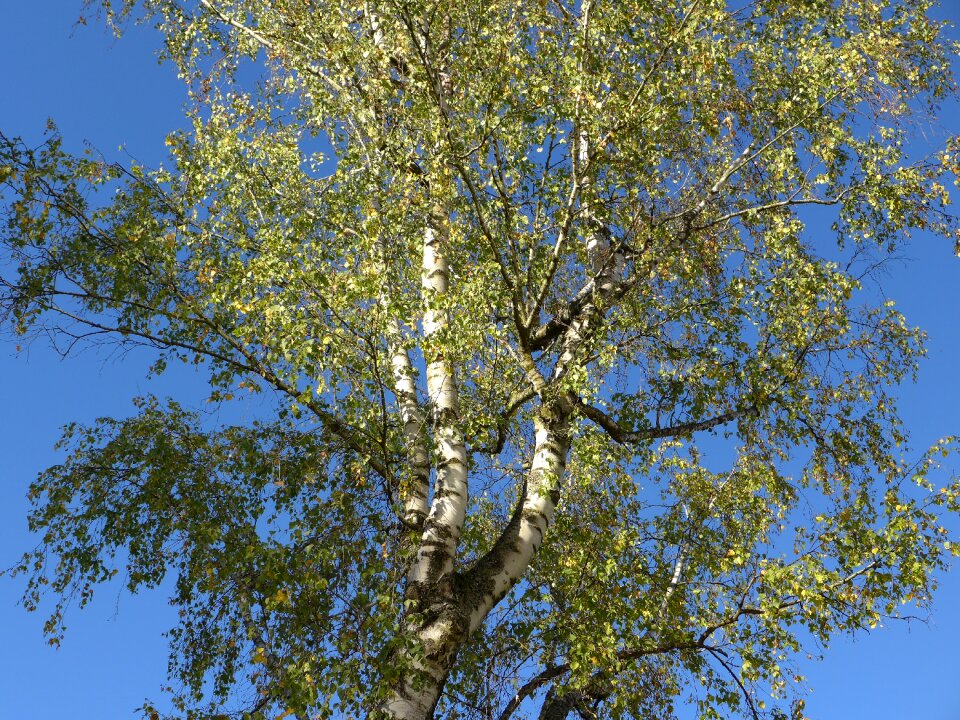 Nature tribe branches