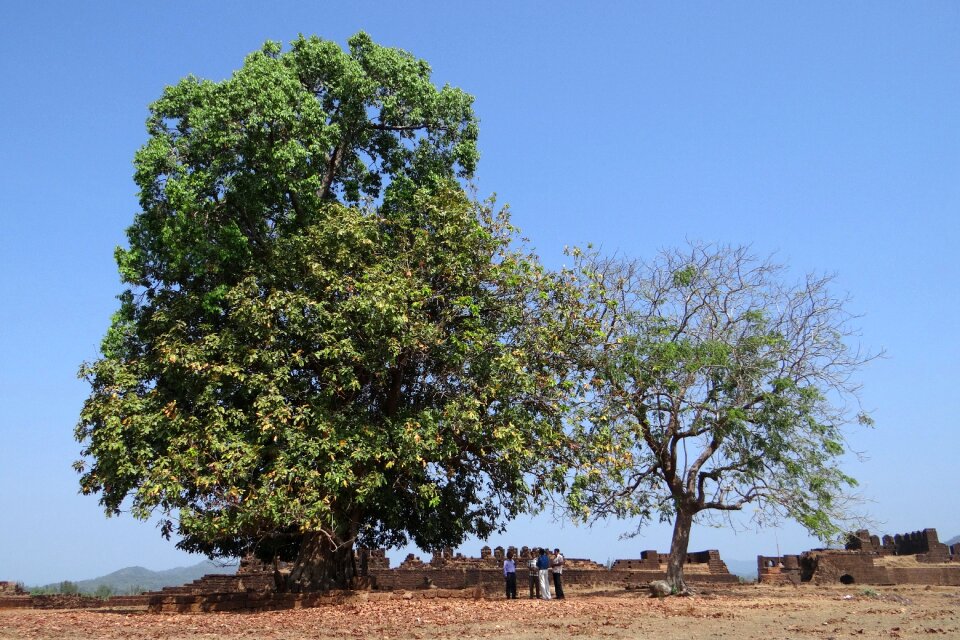 India tree organic