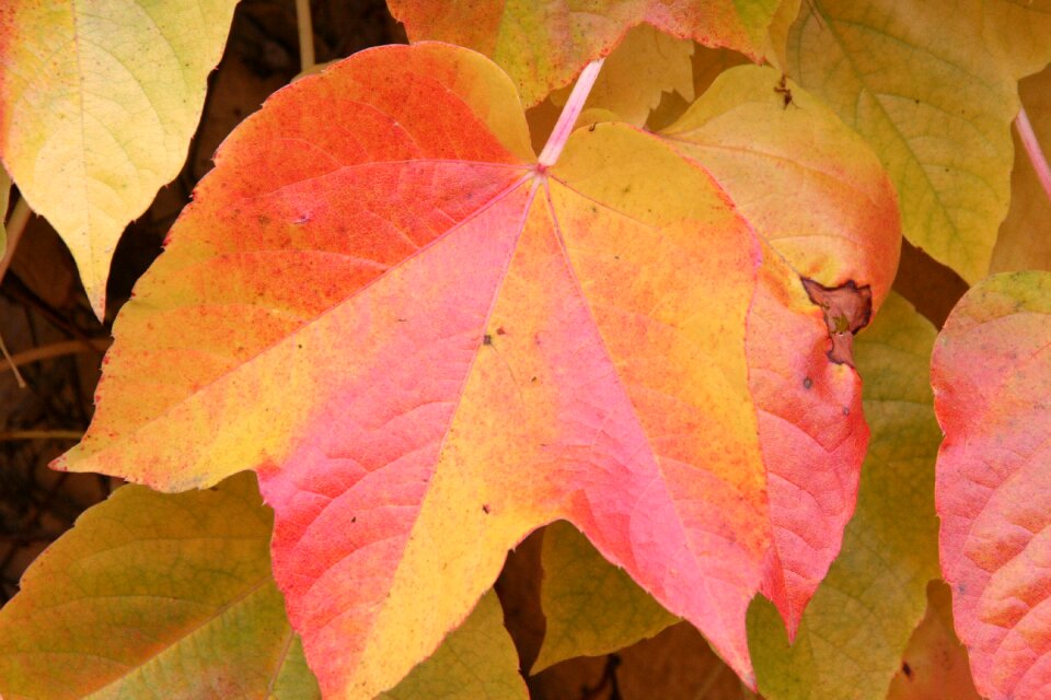Yellow leaves recoloring the leaves