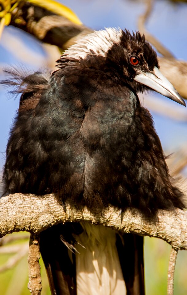 Black white feathers photo