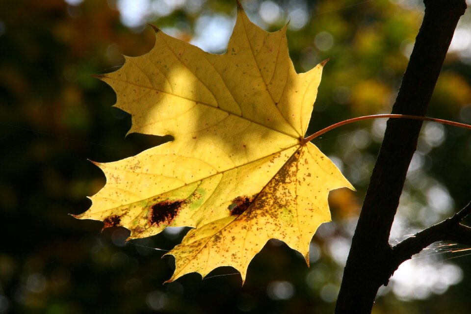 Fall foliage autumn forest golden october