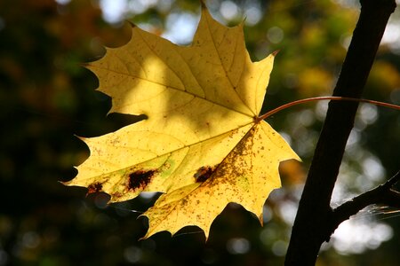 Fall foliage autumn forest golden october