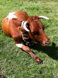 Pasture cattle ruminant photo