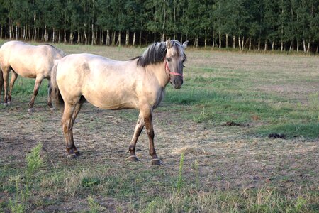 Horses poland village photo