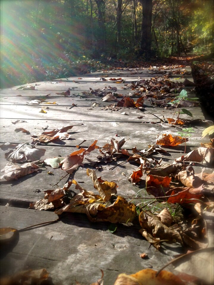 Forest wood footpath