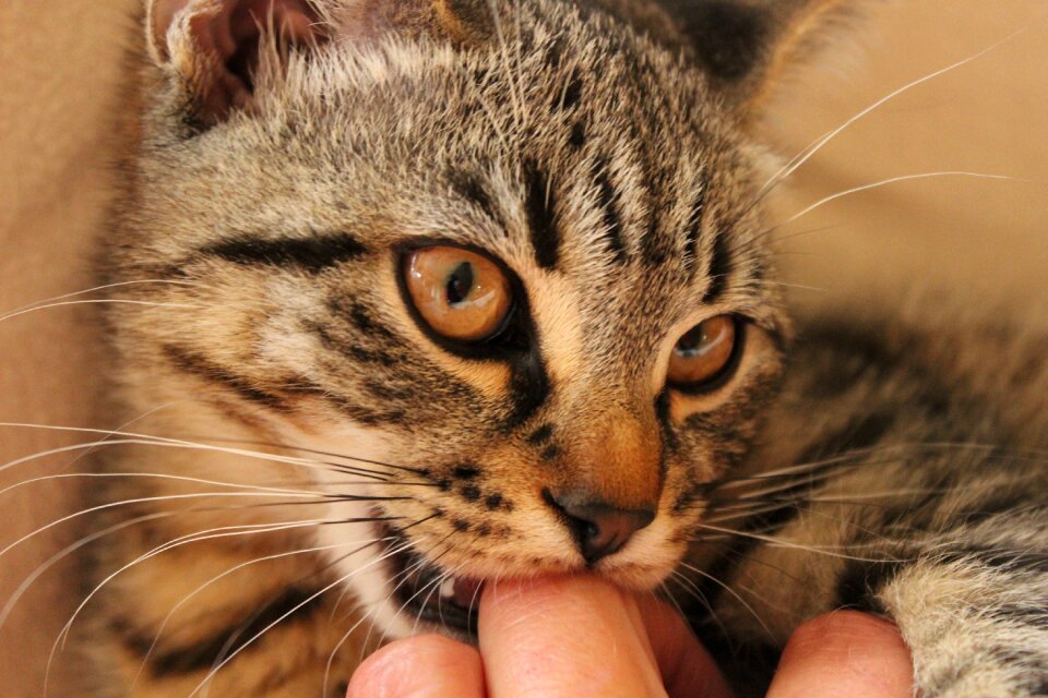 Cat nibble Free photos