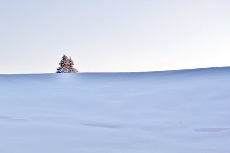 Winter dream tree snowed in photo