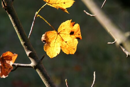 Fall foliage autumn forest golden october