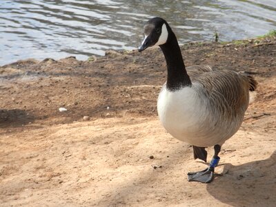 Geese pond fowl