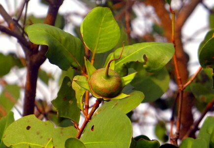 West coast india fruit