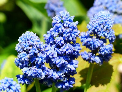 Bloom flower blue