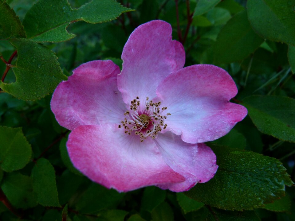 Bicolor pink flower petals garden